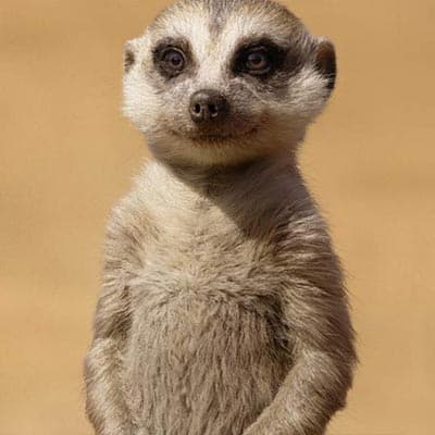 Lion King: Timon
