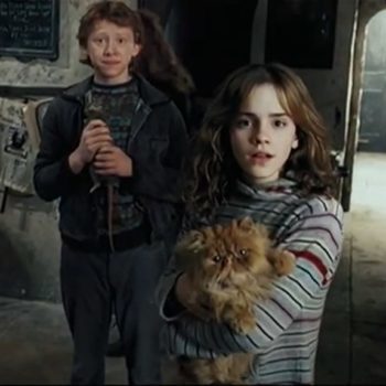 harry-potter-crookshanks